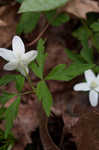 Wood anemone